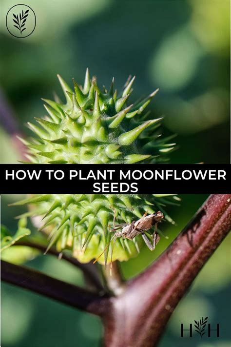 Cultivating Moonflowers: Tips and Tricks for Maximizing their Magical Potency